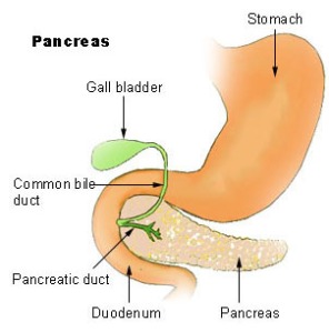 pancreas-21